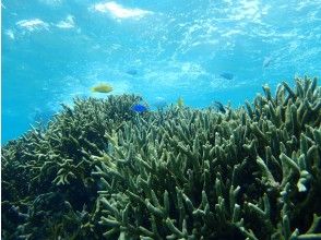 プランの魅力 Branch coral and blue-green chromis の画像