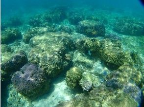 プランの魅力 Blue coral の画像