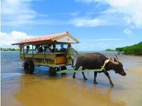 プランの魅力 To Yubu Island, take a buffalo car from Iriomote Island and cross over the sea. On the buffalo car, you can relax and enjoy the quiet island time while being healed by the cute buffalo who pulls hard. Yubu Island is a very small remote island and you can fully enjoy sightseeing even in a short time. の画像