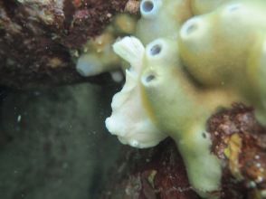 プランの魅力  の画像