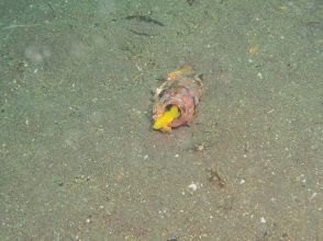 プランの魅力  の画像