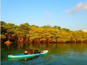 プランの魅力 SUPの遊び方は自由！ の画像