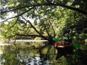 プランの魅力 ล่องเรือในป่า の画像