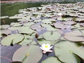 プランの魅力 Water lily の画像