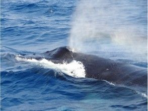 プランの魅力 間近でクジラの潮吹きも見れるかも!? の画像