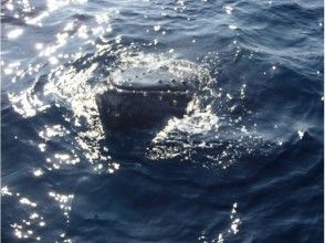 プランの魅力 慣れているクジラの場合、船に近づいてくることも!? の画像