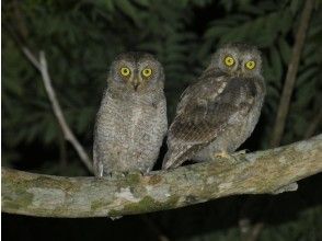 プランの魅力 天然記念物や可愛い野生動物に出会えます! の画像