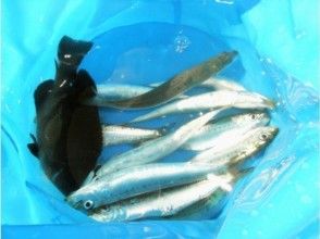 プランの魅力 Sardines, but don't underestimate! の画像