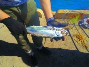 プランの魅力 You can catch bonito from the quay in summer! ?? の画像