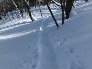 プランの魅力 Footprints on fluffy snow の画像