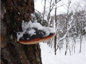 プランの魅力 さるのこしかけ☆ の画像