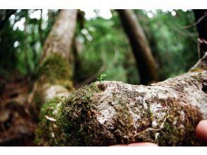 プランの魅力  の画像