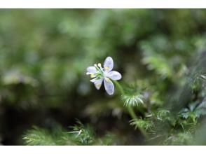 プランの魅力  の画像