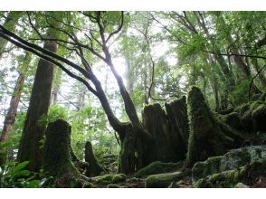 プランの魅力  の画像