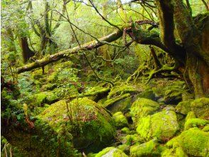 プランの魅力  の画像