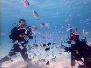 プランの魅力 たくさんのお魚たちと戯れよう！ の画像