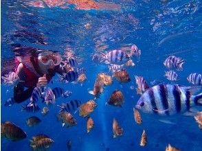 プランの魅力 您可以体验喂养热带鱼。 の画像