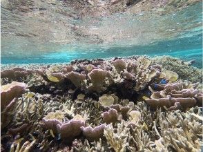 プランの魅力 在海灘附近，很多珊瑚和魚類！ の画像