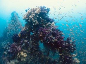 プランの魅力 セブンシーズ湘南本店 の画像