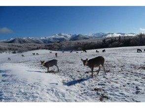 プランの魅力 エゾシカの群れ の画像