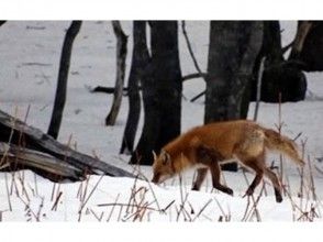 プランの魅力 자연 속에서 동물을 만날 수 있을지도 の画像