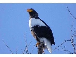 プランの魅力 天然記念物のオオワシ の画像