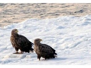 プランの魅力 Endangered white-tailed eagle の画像