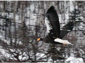 プランの魅力 Steller's sea eagle, a natural monument の画像