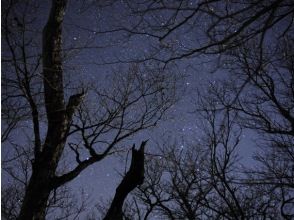 プランの魅力 雲のない日は木々の間から星空も☆ の画像