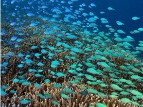 プランの魅力 サンゴ礁などがきらめく海中 の画像