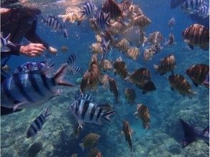 プランの魅力 カラフルな熱帯魚たち の画像