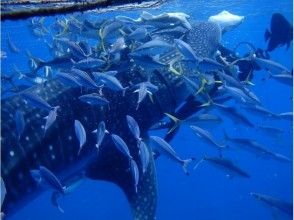 プランの魅力 魚も集まる の画像