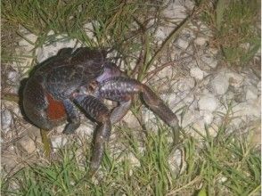 プランの魅力 我想見見一個我從未見過的夜生物。 の画像