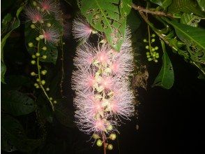 プランの魅力 相嘉里花 の画像