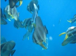 プランの魅力 也有很多魚。 の画像