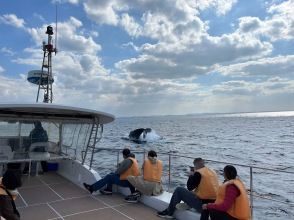 プランの魅力 소수로 "쾌적 + 관찰하기 쉬운" 고래 관찰을! の画像