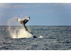 プランの魅力 テールスラップ の画像