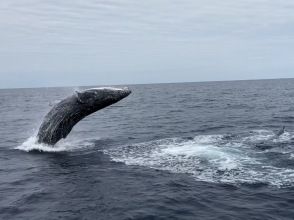 プランの魅力  の画像