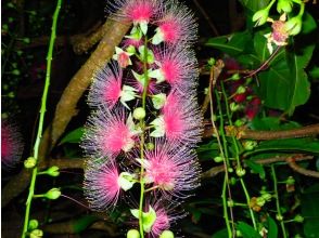 プランの魅力 Phantom flower "Sagaribana" that blooms only overnight の画像