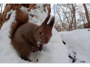 プランの魅力 You might be able to see wild animals early in the morning! の画像