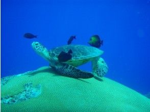 プランの魅力 바다 거북을 만날 수 있을지도? の画像