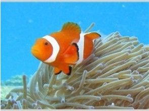 プランの魅力 There is also Nemo. の画像