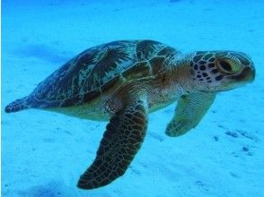 プランの魅力 Maybe you can meet sea turtles? の画像