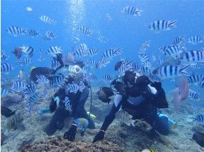 プランの魅力 Experience unique to diving! の画像