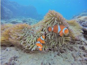 プランの魅力 尼莫毕竟可爱☆ の画像