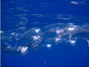 プランの魅力 青く光り輝く水面と沢山の奇麗な魚たち☆ の画像