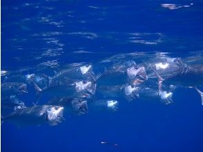 プランの魅力 藍色閃亮的水面和許多美麗的魚☆ の画像