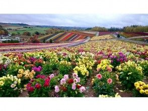 プランの魅力 ファーム富田：彩りの畑 の画像