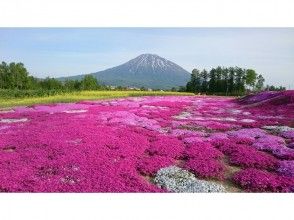プランの魅力 Moss phlox is in full bloom from May to early June の画像