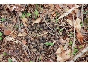 プランの魅力 Deer poop の画像